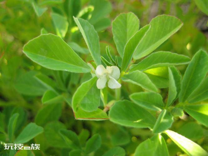 香草是什么植物(苦豆的特点及作用介绍)-图片4